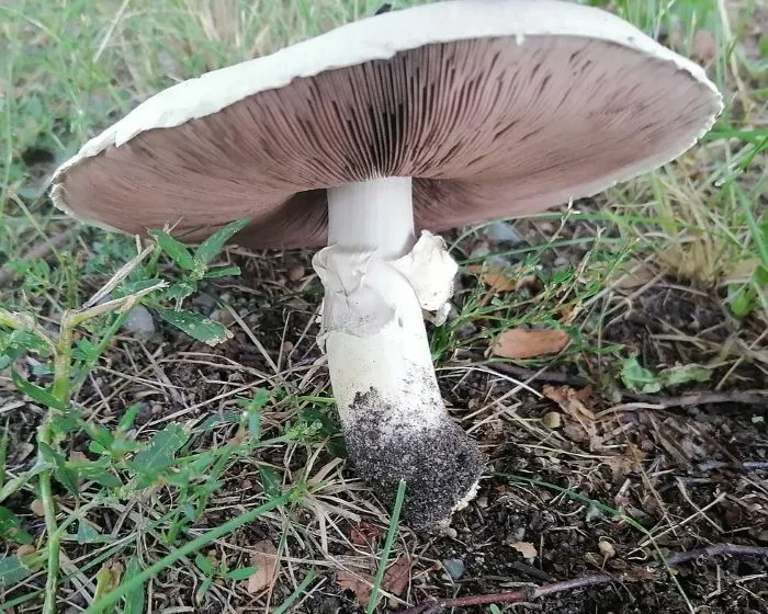 Horse Mushroom