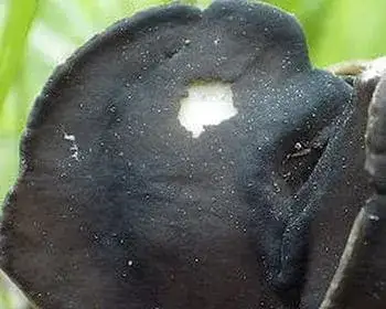 Hooded False Morel - Helvella monachella
