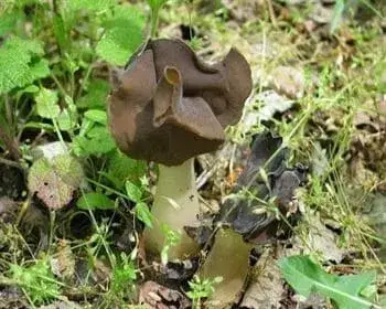 Hooded False Morel - Helvella monachella