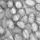 mushroom spore image