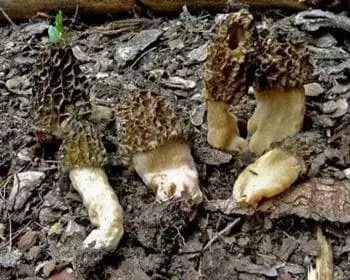 Black Morel - Morchella deliciosa