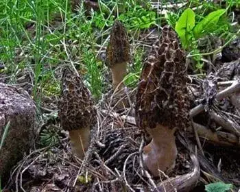 Black Morel - Morchella deliciosa