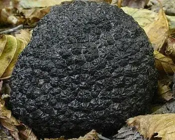 Nyári szarvasgomba