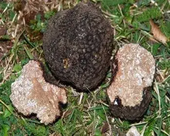 Nyári szarvasgomba