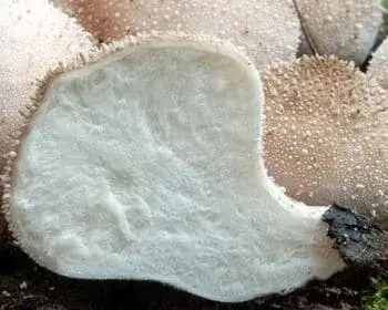 Flaschen-Stäubling - Lycoperdon perlatum