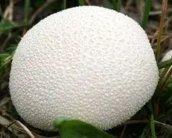 Flaschen-Stäubling - Lycoperdon perlatum