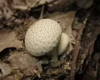 Flaschen-Stäubling - Lycoperdon perlatum