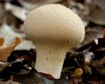 Flaschen-Stäubling - Lycoperdon perlatum