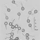 mushroom spore image