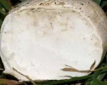 Grey Puffball - Bovista plumbea