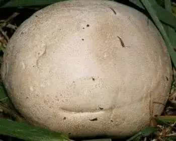 Grey Puffball - Bovista plumbea