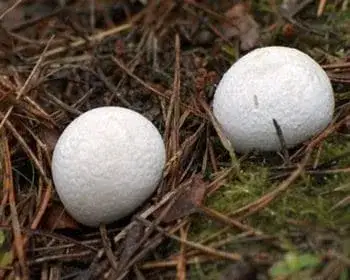 Grey Puffball - Bovista plumbea