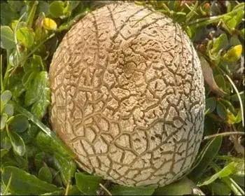 Grey Puffball - Bovista plumbea