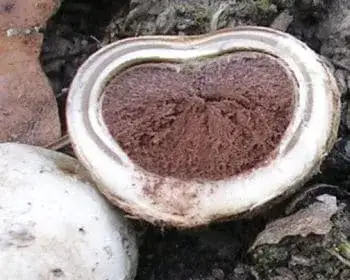 Barometer Earthstar - Astraeus hygrometricus