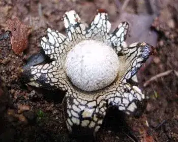 Barometer Earthstar - Astraeus hygrometricus