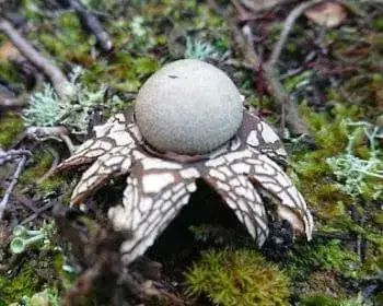 Barometer Earthstar - Astraeus hygrometricus