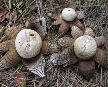 Barometer Earthstar - Astraeus hygrometricus