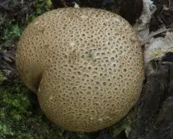 Common Earthball - Scleroderma citrinum