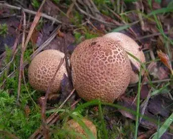 Common Earthball - Scleroderma citrinum