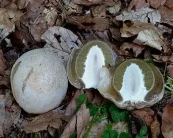 Stinkmorchel - Phallus impudicus