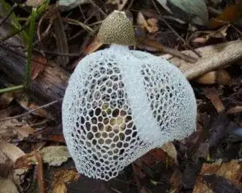 Stinkmorchel - Phallus impudicus