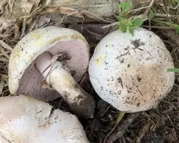 Karbolszagú csiperke