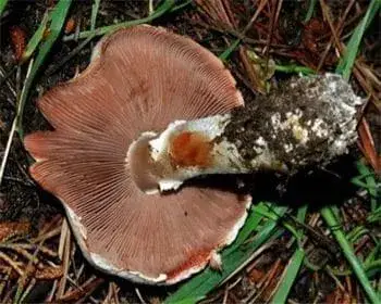 Park-Champignon