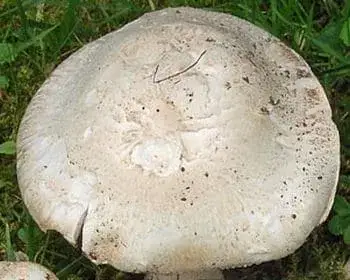 Park-Champignon