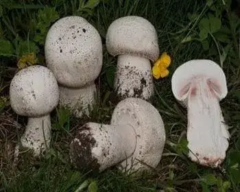 Park-Champignon