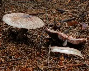 Park-Champignon