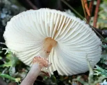 Falsche Schüppling - Lepiota pseudohelveola