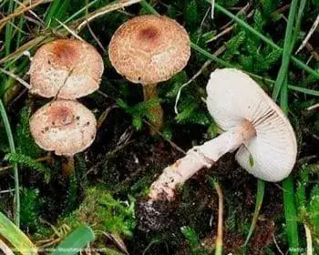 Falsche Schüppling - Lepiota pseudohelveola