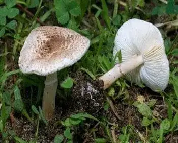 Falsche Schüppling - Lepiota pseudohelveola