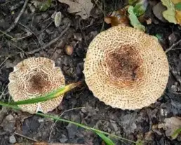 Rózsástönkű őzlábgomba