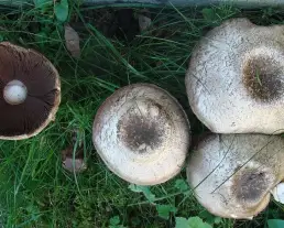 Tintaszagú csiperke