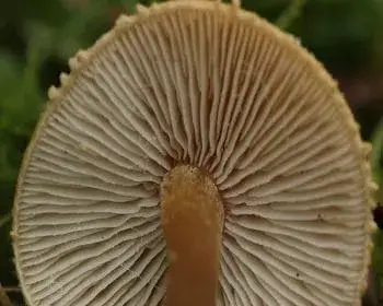 Gelber Dickfuß - Cystoderma amianthinum