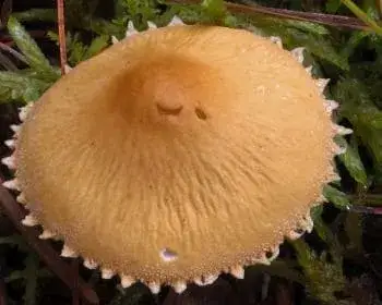Gelber Dickfuß - Cystoderma amianthinum