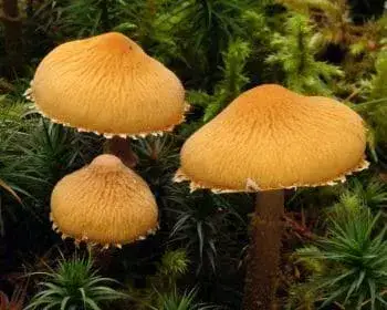 Gelber Dickfuß - Cystoderma amianthinum