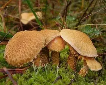 Gelber Dickfuß - Cystoderma amianthinum