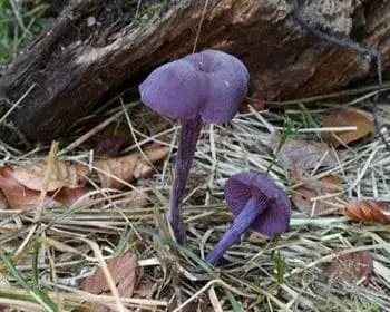 Lila pénzecskegomba