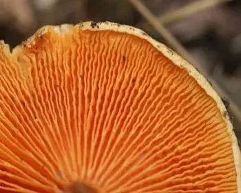 Narancssárga tölcsérgomba - Hygrophoropsis aurantiaca