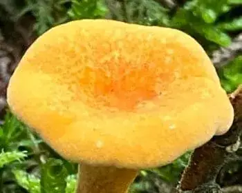 Narancssárga tölcsérgomba - Hygrophoropsis aurantiaca