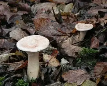 Óriás tölcsérgomba - Infundibulicybe geotropa