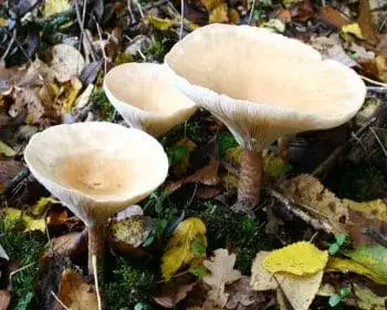 Óriás tölcsérgomba - Infundibulicybe geotropa