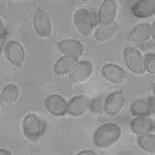 mushroom spore image