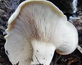 Giant Funnel - Leucopaxillus giganteus