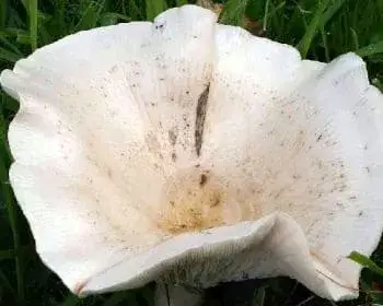 Giant Funnel - Leucopaxillus giganteus