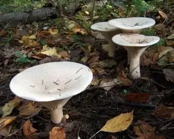 Giant Funnel - Leucopaxillus giganteus