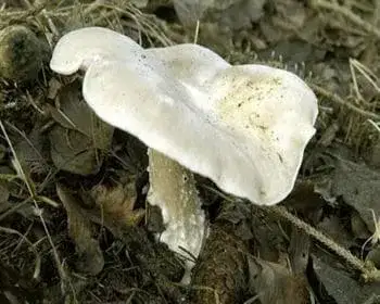 Giant Funnel - Leucopaxillus giganteus