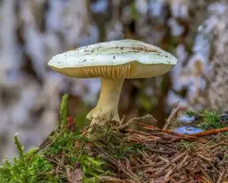 Citromgalóca